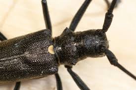 Attēlu rezultāti vaicājumam “Monochamus urussovi”