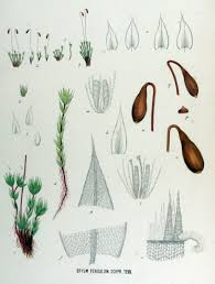 Attēlu rezultāti vaicājumam “Bryum funkii”