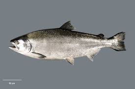 Image result for Oncorhynchus
