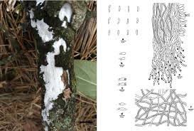 Attēlu rezultāti vaicājumam “Skeletocutis”