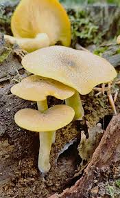 Attēlu rezultāti vaicājumam “Tricholomopsis decora”