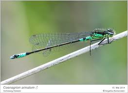 Attēlu rezultāti vaicājumam “Coenagrion armatum”