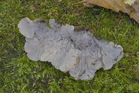 Attēlu rezultāti vaicājumam “Auricularia mesenterica”