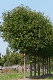 Attēlu rezultāti vaicājumam “Cerasus”