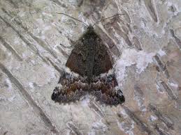 Attēlu rezultāti vaicājumam “Archiearis parthenias”