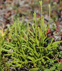 Attēlu rezultāti vaicājumam “Diphasium complanatum”