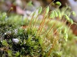 Attēlu rezultāti vaicājumam “Pohlia sphagnicola”