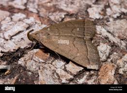 Attēlu rezultāti vaicājumam “Zanclognatha tarsipennalis”