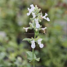 Image result for Katzenminze