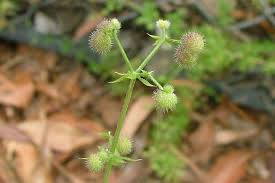 Attēlu rezultāti vaicājumam “Galium aparine fruit”