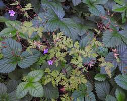 Attēlu rezultāti vaicājumam “Oenothera rubricauli flower”