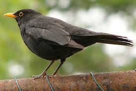 Attēlu rezultāti vaicājumam “Turdus merula”