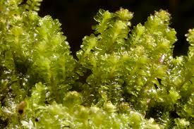 Attēlu rezultāti vaicājumam “Diplophyllum albicans”