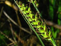 Attēlu rezultāti vaicājumam “Carex hartmanii”