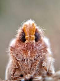 Attēlu rezultāti vaicājumam “Euthrix potatoria larva”