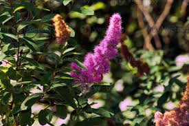 Attēlu rezultāti vaicājumam “Spiraea salicifolia”