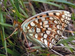 Attēlu rezultāti vaicājumam “Argynnis niobe underside”