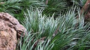 Attēlu rezultāti vaicājumam “Lycogala persicum sessile”