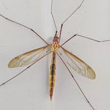 Attēlu rezultāti vaicājumam “Tipulidae”