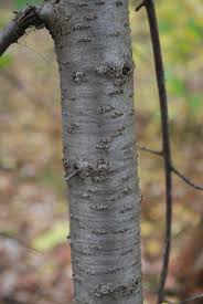 Attēlu rezultāti vaicājumam “Rhamnus cathartica”