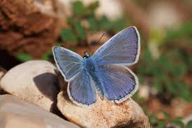 Attēlu rezultāti vaicājumam “Polyommatus icarus”