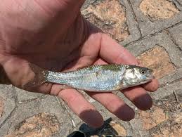 Image result for Squalius vardarensis