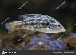 Image result for Symphodus melops