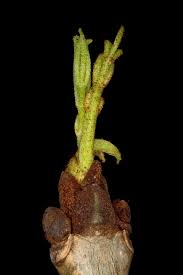 Attēlu rezultāti vaicājumam “Fraxinus excelsior Pendula bud”