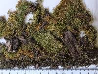 Attēlu rezultāti vaicājumam “Drepanocladus aduncus var. polycarpon”