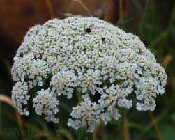 Attēlu rezultāti vaicājumam “Daucus carota subsp. carota flower”