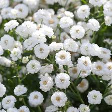 Attēlu rezultāti vaicājumam “Achillea ptarmica fruit”