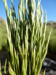 Attēlu rezultāti vaicājumam “Festuca rubra subsp. rubra fruit”