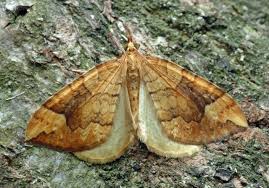 Attēlu rezultāti vaicājumam “Eulithis populata”