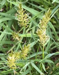Attēlu rezultāti vaicājumam “Anthoxanthum odoratum flower”