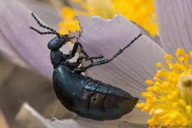 Attēlu rezultāti vaicājumam “Meloe sp. larva”