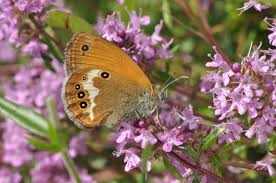 Attēlu rezultāti vaicājumam “Coenonympha arcania underside”