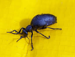 Attēlu rezultāti vaicājumam “Meloe sp.”