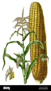 Attēlu rezultāti vaicājumam “Zea mays”