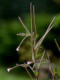 Attēlu rezultāti vaicājumam “Epilobium roseum”