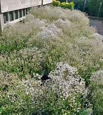 Attēlu rezultāti vaicājumam “Gypsophila paniculata flower”