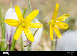 Attēlu rezultāti vaicājumam “Gagea lutea flower”