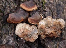 Attēlu rezultāti vaicājumam “Lentinellus ursinus”