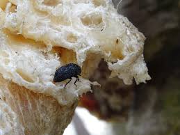 Attēlu rezultāti vaicājumam “Dermestes murinus”