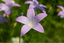 Image result for Campanula patula