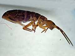 Attēlu rezultāti vaicājumam “Heteromurus nitidus”