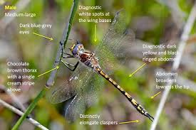 Attēlu rezultāti vaicājumam “Lycogala convexum young”