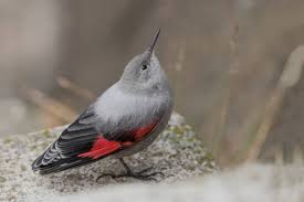 Image result for Tichodroma muraria