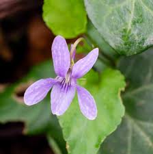 Attēlu rezultāti vaicājumam “Viola reichenbachiana flower”
