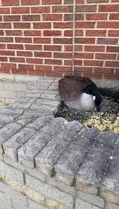 Image result for Goosenest Lofts