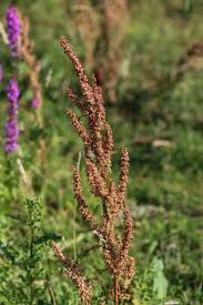 Attēlu rezultāti vaicājumam “Rumex aquaticus bud”
